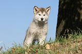 ALASKAN MALAMUTE 224